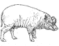 Babirusa coloring page