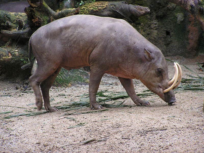 free Babirusa wallpaper wallpapers download