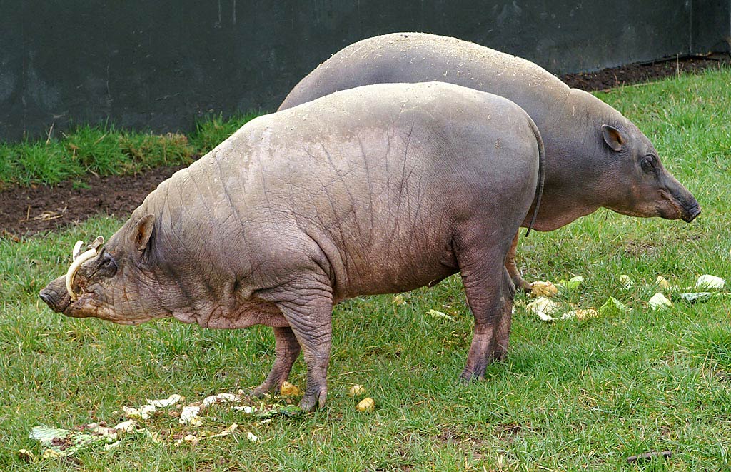 free Babirusa desktop wallpaper wallpapers Desktop and Mobile