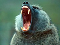Baboon yawn
