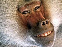 Baboon smile