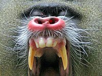 Baboon teeth yawning