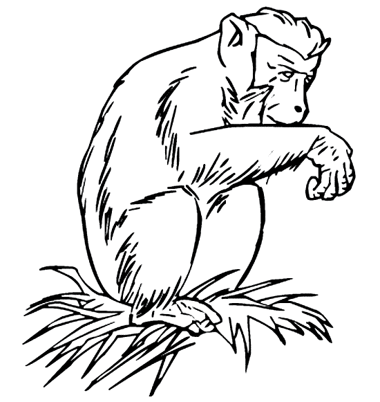 free Baboon coloring page picture