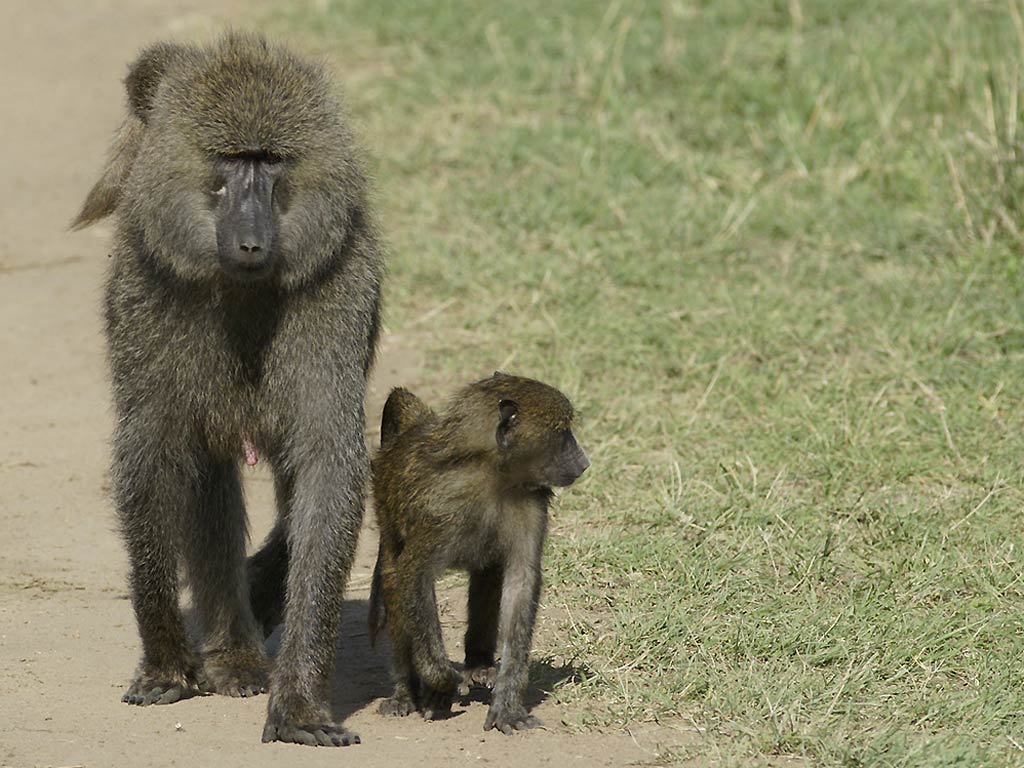 free Baboon wallpaper wallpapers download