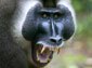 free baboon wallpaper