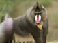 Baboon wallpaper