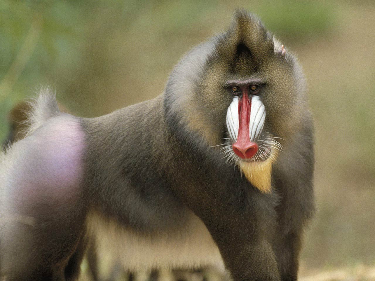 free Baboon wallpaper wallpapers download