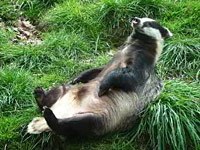 Badger picture