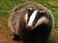 Badger image