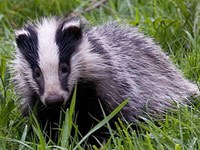 Badger image