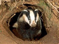 Badger in a hole
