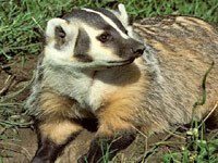 Badger