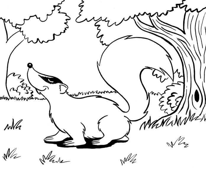 Badger coloring page printable free
