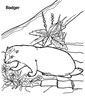 Badger coloring page