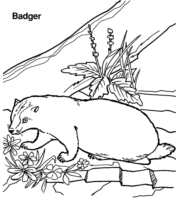 Badger coloring page printable free