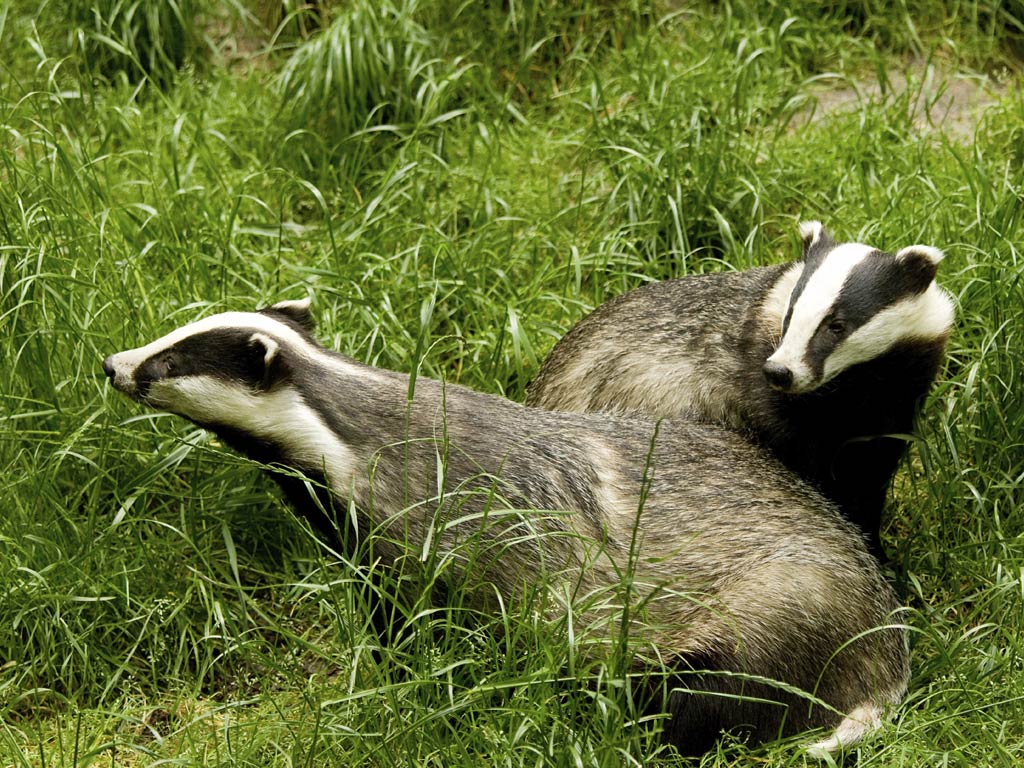 two badgers in the grass wallpaper