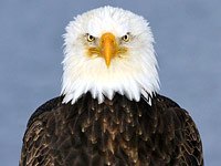 Bald Eagle image