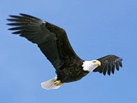 Bald Eagle image