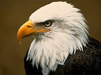 Bald Eagle image