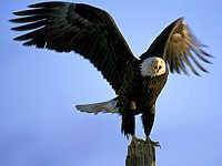 Bald Eagle image