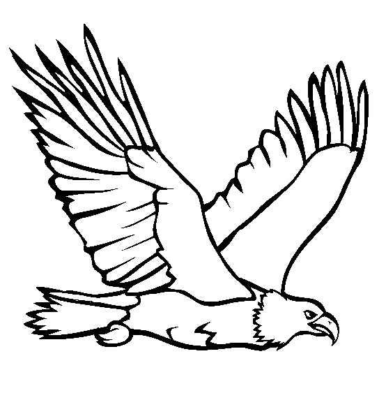 Bald Eagle coloring printable