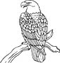 Bald Eagle coloring page