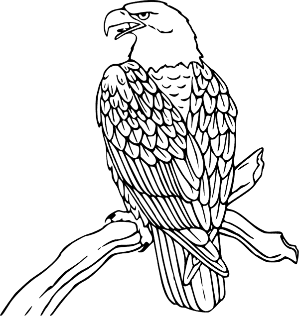 Bald Eagle coloring printable