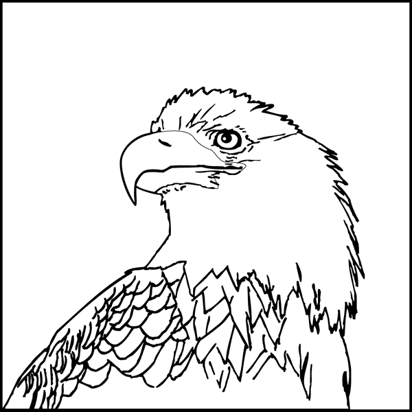 Bald Eagle coloring printable