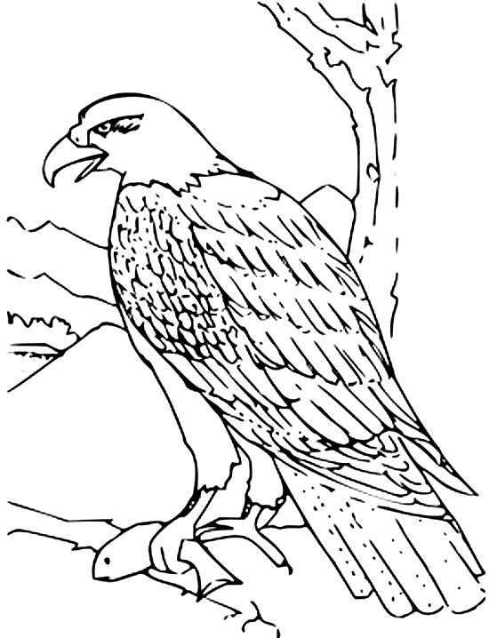 Bald Eagle coloring printable