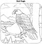 bald eagle color sheet