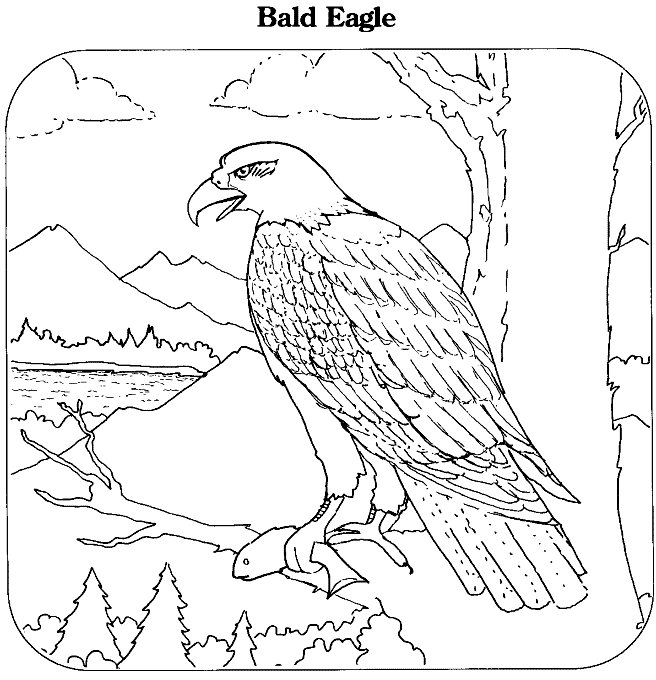 Bald Eagle coloring printable