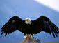 Bald Eagle wallpaper