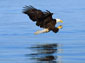 bald eagle wallpaper