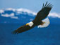 Bald Eagle wallpaper