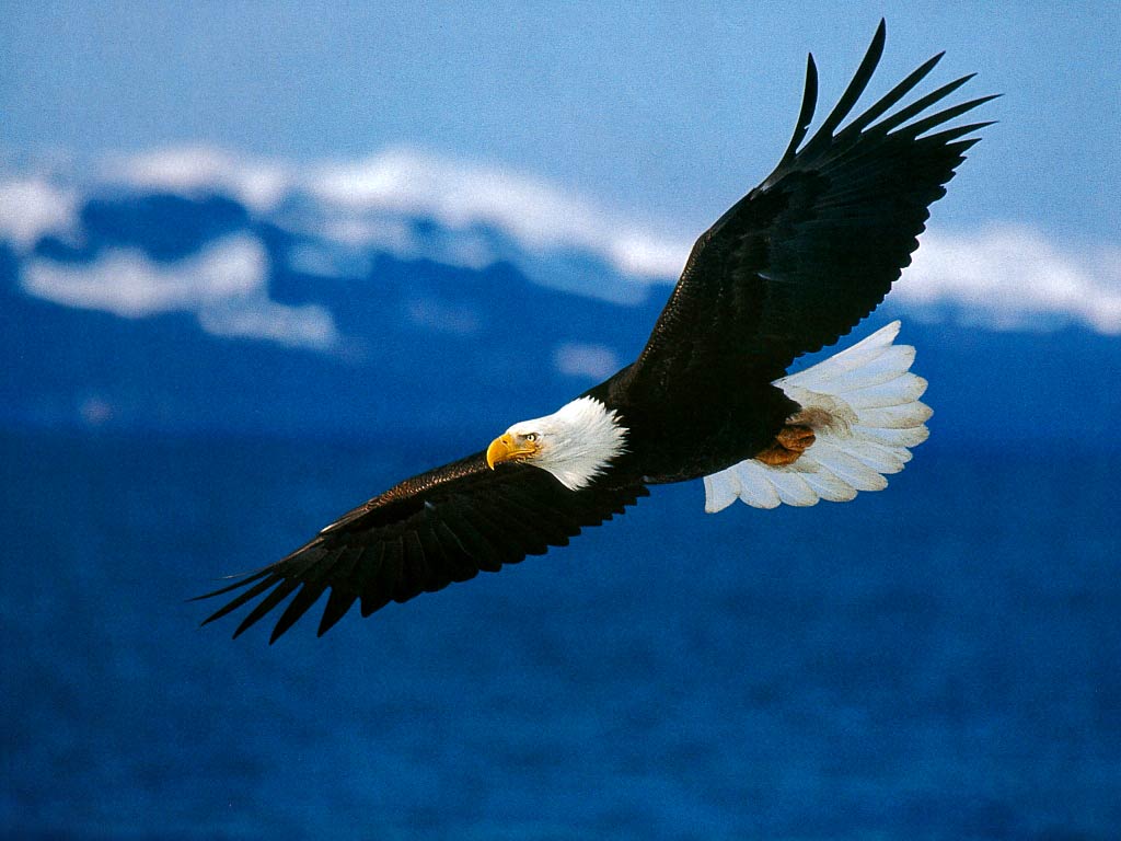 free Bald Eagle wallpaper wallpapers download