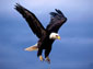 bald eagle wallpapers