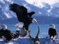 bald eagle wallpapers