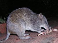 Bandicoot image