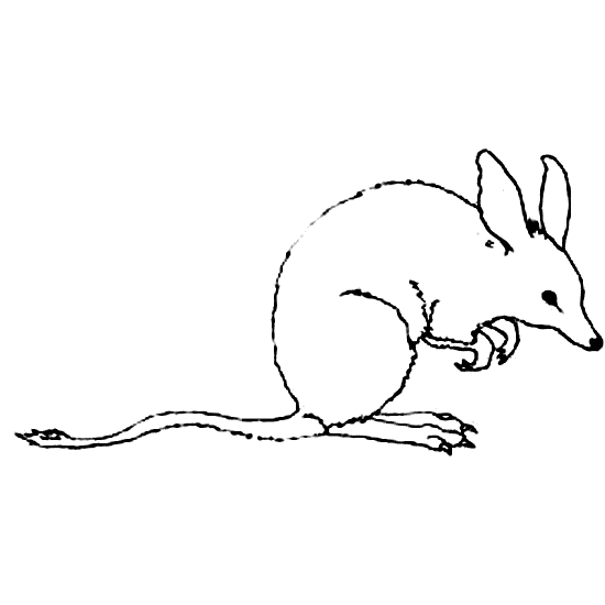 Bandicoot coloring page