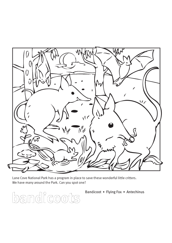 Bandicoot coloring page