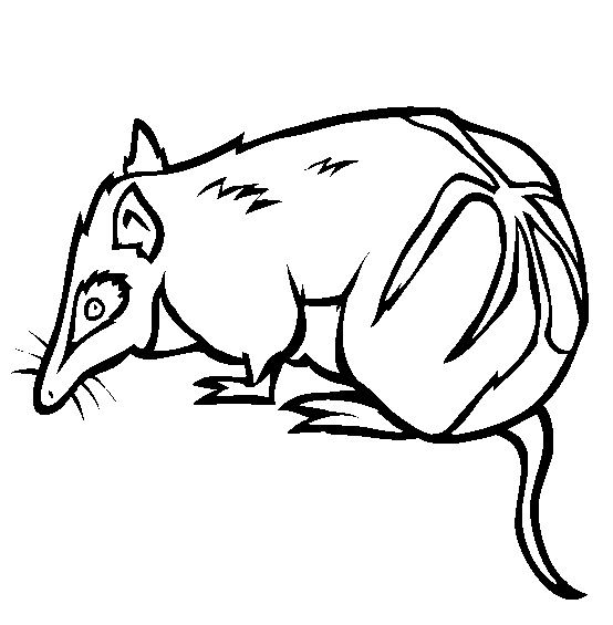 Bandicoot coloring page