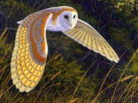 Barn Owl image