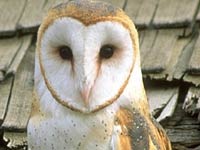 Barn Owl picture