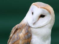 Barn Owl image