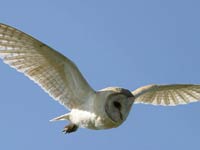 Barn Owl image