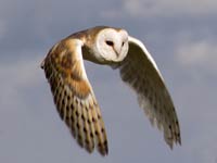 Barn Owl image
