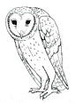 Barn Owl coloring page