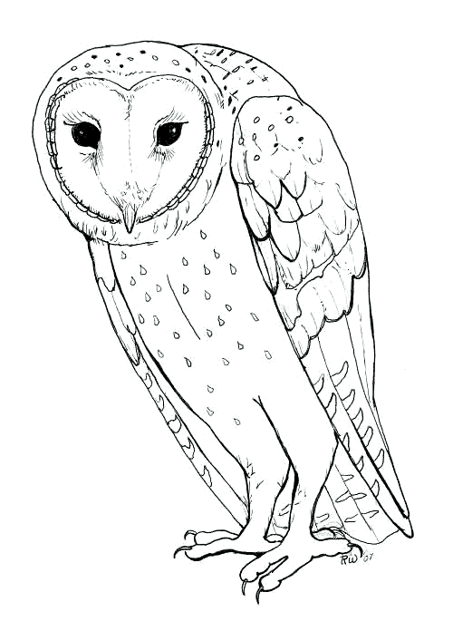 free Barn Owl coloring page picture print