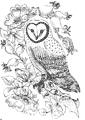 Barn Owl coloring page