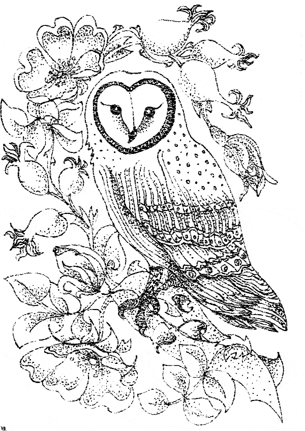 free Barn Owl coloring page picture print